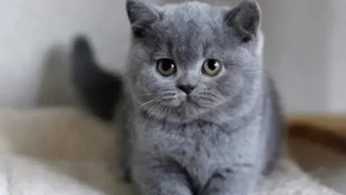 British Shorthair