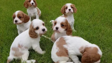 Cavalier King Charles