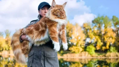 Maine Coon Yavruları
