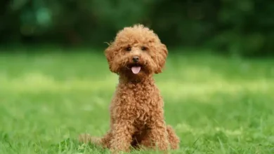 Red Maltipoo Yavruları