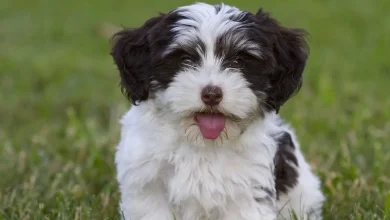 Havanese Terrier Yavruları