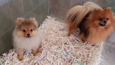 Pomeranian Yavruları