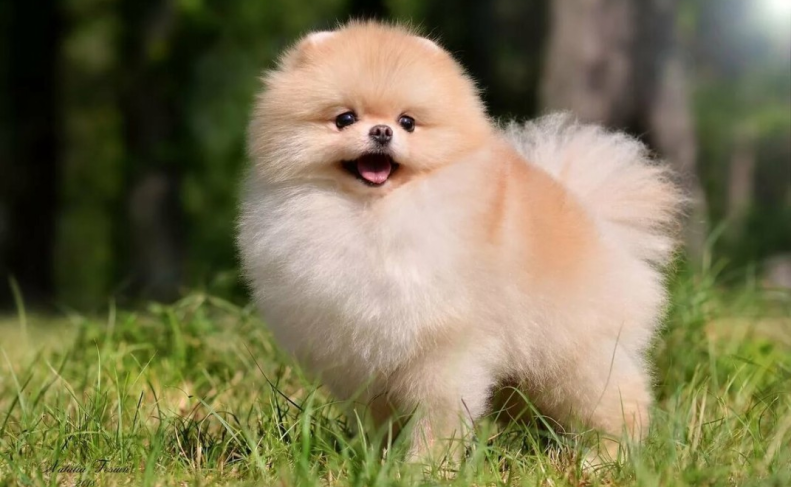 pomeranian boo