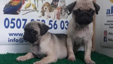 Pug Mops Yavru