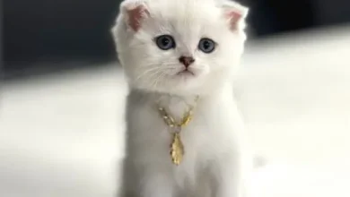 scottish fold yavruları