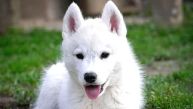 Husky Sibirya Kurdu Yavruları